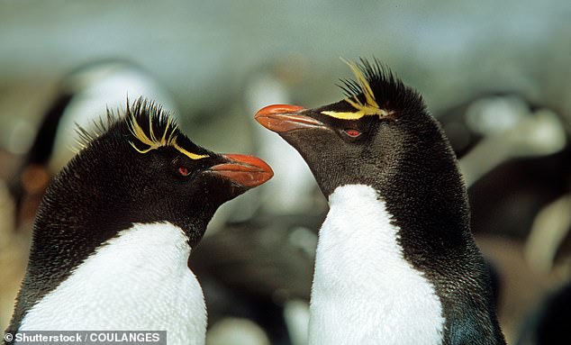 Una especie de pingüino en peligro de extinción solo cría su segundo huevo, revelan científicos 
