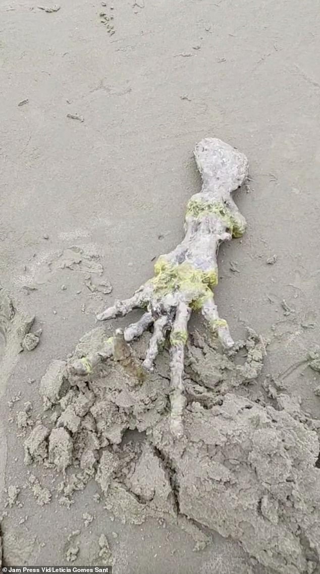 El apéndice fue descubierto por una pareja que paseaba por la orilla de una playa de Brasil