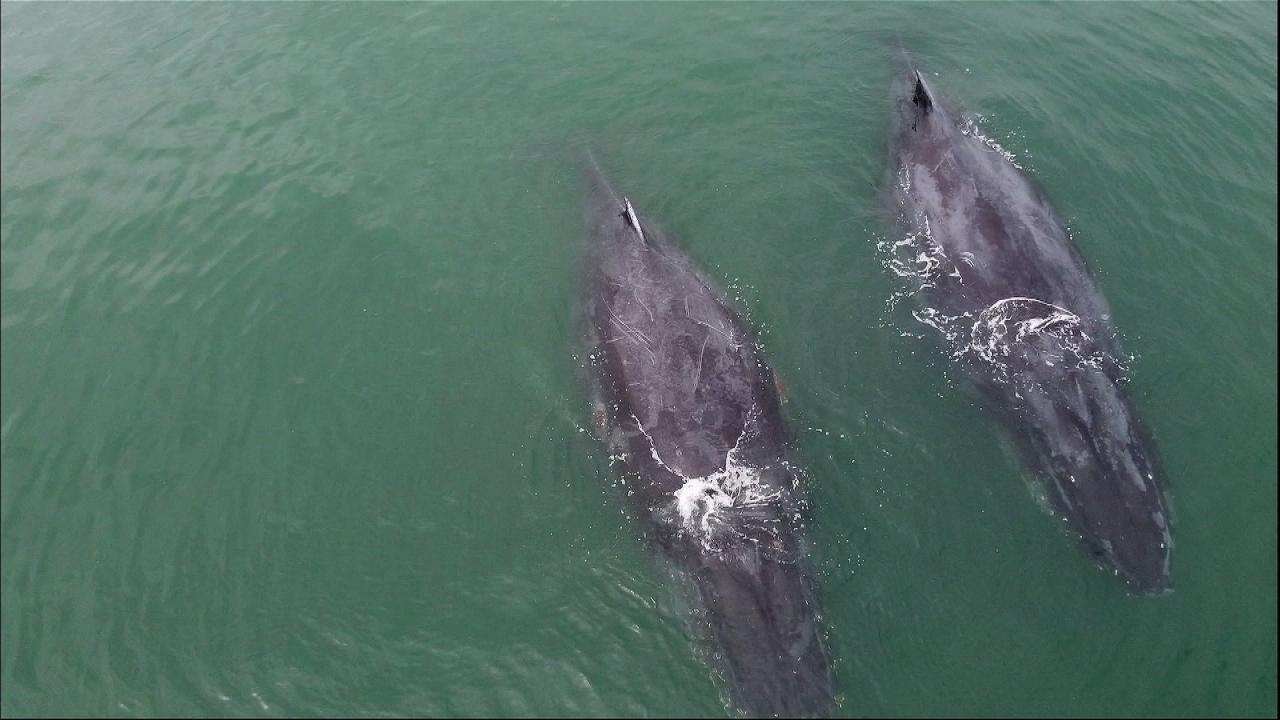 Avistamiento de ballenas en Gabón: Donde las ballenas jorobadas van a dar a luz
