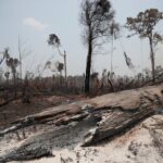 Brasil: la deforestación de la Amazonía disminuye, pero la devastación sigue siendo rampante