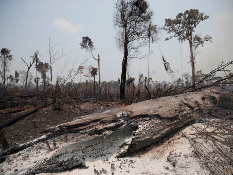 Brasil: la deforestación de la Amazonía disminuye, pero la devastación sigue siendo rampante