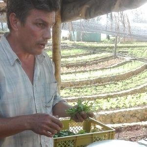 Cuba adopta la agricultura ecológica en medio del endurecimiento del bloqueo de EE.UU.