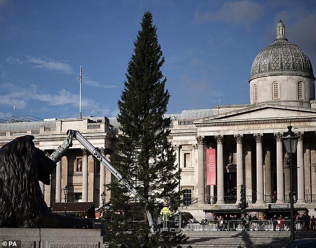 El árbol de Navidad de Trafalgar Square ha sido objeto de burlas en Twitter por su aspecto raído desde que llegó como regalo de Noruega el día de hoy.