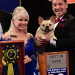 Winston, un bulldog francés de color crema, obtuvo el premio Best in Show en el National Dog Show de 2022, Cooper the English Toy Spaniel se llevó a casa el segundo premio