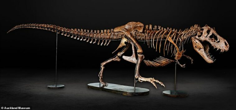La dinosaurio, llamada Bárbara, estaba embarazada cuando caminó sobre la Tierra hace más de 66 millones de años.
