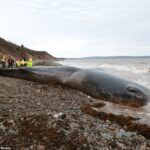 El cachalote de 45 pies de largo fue descubierto vivo en las costas de Novia Scotia.  Los funcionarios de vida silvestre dijeron que la ballena estaba demacrada y parecía enferma, lo que los llevó a sospechar que no se estaba muriendo por causas naturales.