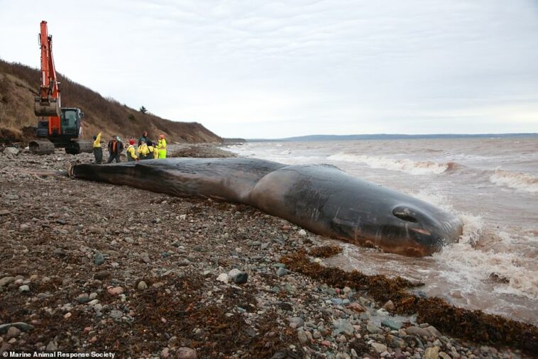 El cachalote de 45 pies de largo fue descubierto vivo en las costas de Novia Scotia.  Los funcionarios de vida silvestre dijeron que la ballena estaba demacrada y parecía enferma, lo que los llevó a sospechar que no se estaba muriendo por causas naturales.