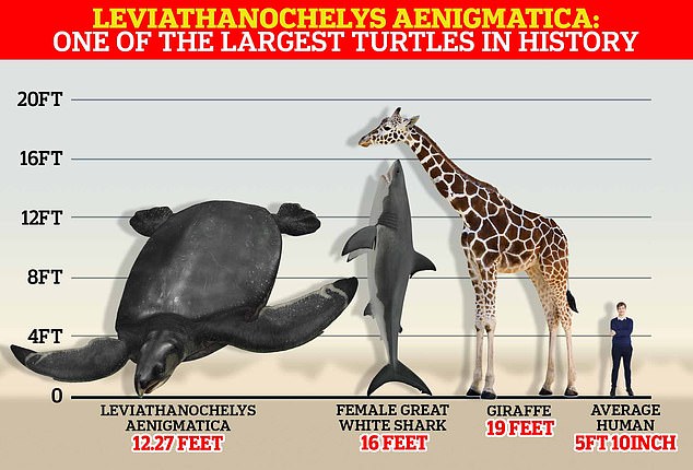 La especie, que investigadores de la Universitat Autònoma de Barcelona han denominado Leviathanochelys aenigmatica, tenía una longitud corporal estimada de hasta 12,27 pies (3,74 metros).  ¡Eso es más del doble del tamaño del humano promedio!