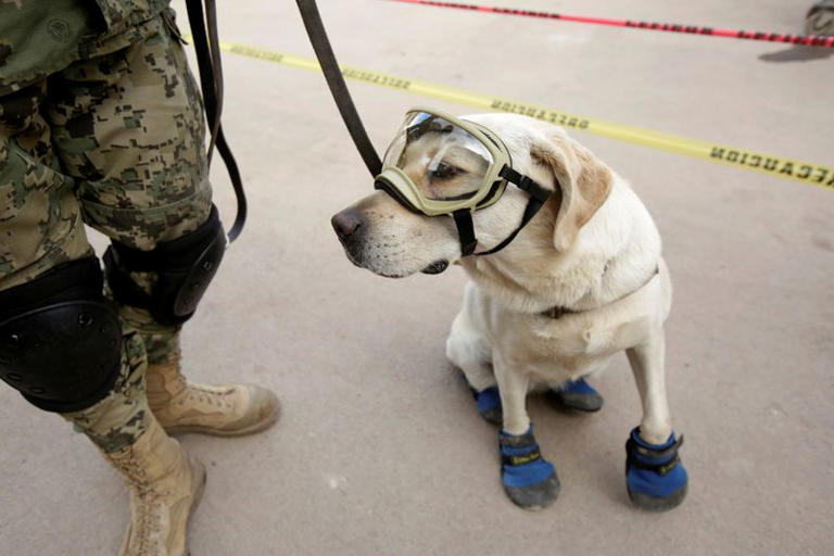 Frida, la heroica perrita mexicana de rescate muere por causas naturales
