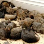 Las ratas y los ratones han sido culpados en India por la desaparición de las drogas incautadas por la policía recientemente (imagen de archivo)