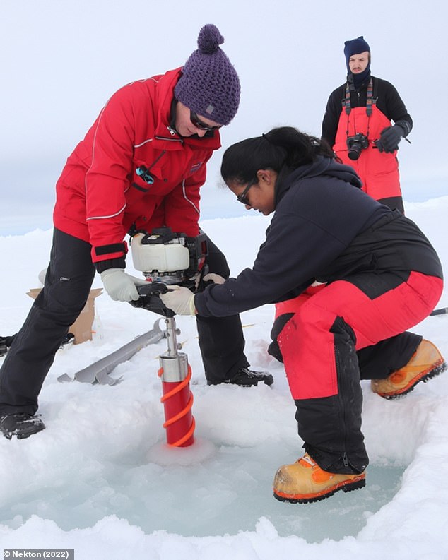Los investigadores de la Universidad de Oxford encontraron microplásticos en el aire, el agua de mar y el hielo marino en el Mar de Weddell, cerca del Polo Sur.  En la imagen: científicos tomando muestras de núcleos de hielo