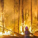 La perspectiva de los incendios forestales de verano muestra un pequeño respiro después de las inundaciones