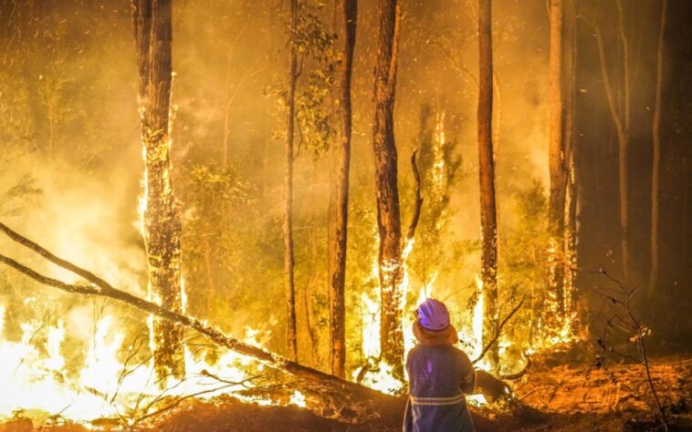 La perspectiva de los incendios forestales de verano muestra un pequeño respiro después de las inundaciones