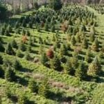 Las granjas de árboles en los EE. UU. se han visto obligadas a cerrar antes de Navidad debido a una sequía que ha matado a decenas de miles de árboles.