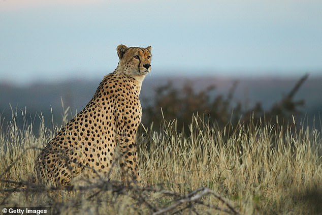 Los guepardos que viven en la sabana africana están al borde de la extinción, pero la falta de atención en la región ha hecho que la disminución de su número pase desapercibida.