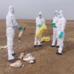 Perú: Alerta sanitaria por virus h5n1 en aves silvestres