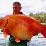 El pescador Andy Hackett sostiene 'The Carrot', un enorme pez que pesa 67 libras y 4 onzas, que atrapó en Champagne, Francia.