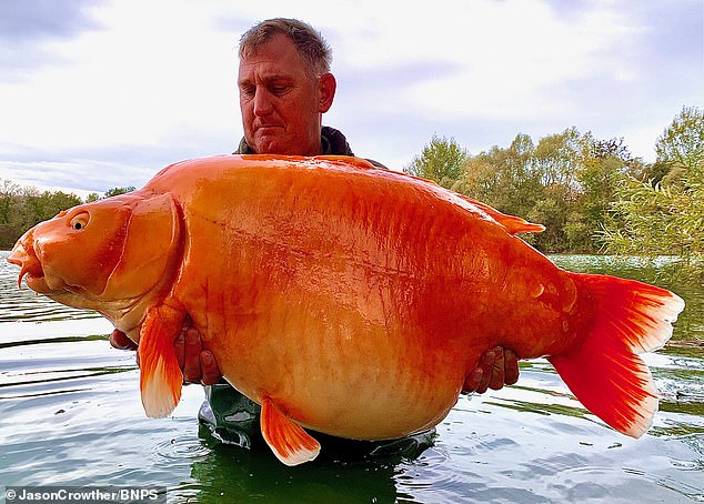 El pescador Andy Hackett sostiene 'The Carrot', un enorme pez que pesa 67 libras y 4 onzas, que atrapó en Champagne, Francia.