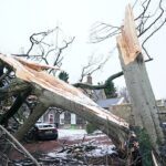 La tormenta Arwen derribó 8,164 acres de bosques en Inglaterra cuando arrasó el país en noviembre del año pasado.  En la imagen: un árbol caído en Nueva York en North Tyneside causado por Arwen