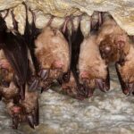 Un virus similar a Covid descubierto acechando en murciélagos en el sur de China es uno de los cinco con el potencial de saltar a los humanos, dicen los científicos.  La evidencia ya sugiere que el SARS-CoV-2 se originó en los murciélagos de herradura (en la foto)
