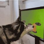 Joipaw, una empresa emergente con sede en Hong Kong, está en proceso de desarrollar una serie de juegos de pantalla táctil diseñados para mantener activa la mente de los perros.