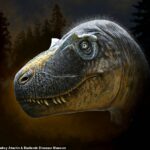 Conoce al 'espantoso': los paleontólogos han descubierto un nuevo tipo de tiranosaurio con cuernos alrededor de los ojos.  Daspletosaurus wilsoni (que se muestra en la impresión de un artista) fue identificado por fragmentos de esqueleto y cráneo fosilizados que datan de hace unos 76,5 millones de años.