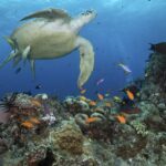 'Todo ha cambiado': el gobierno rechaza la inclusión en peligro de la Gran Barrera de Coral