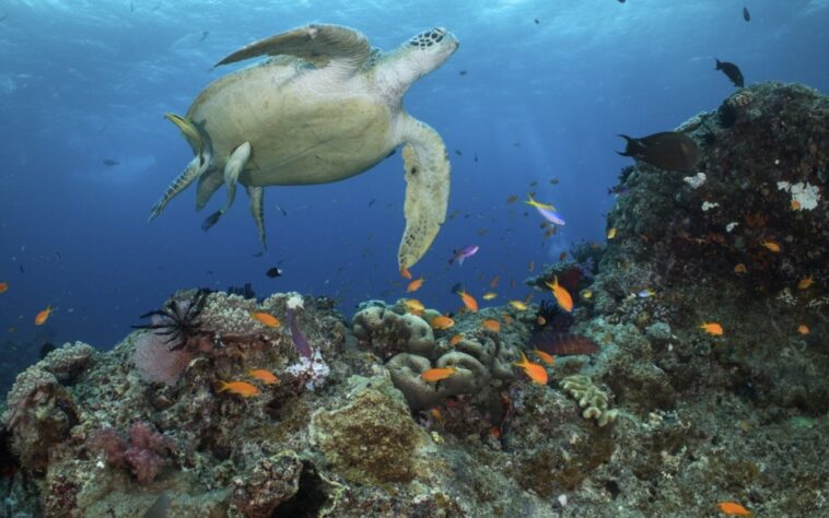 'Todo ha cambiado': el gobierno rechaza la inclusión en peligro de la Gran Barrera de Coral