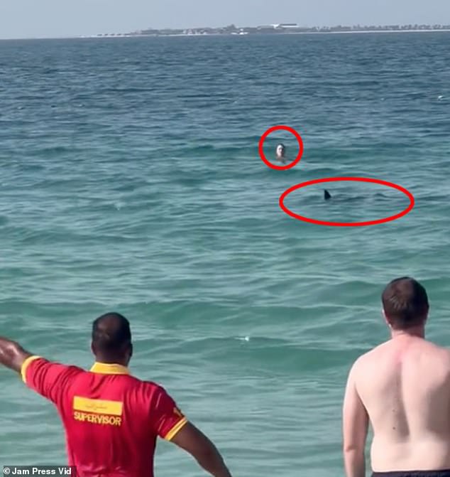 Un tiburón ha sido visto merodeando por las aguas de Dubái a pocos metros de los turistas que nadan en el Golfo Pérsico.
