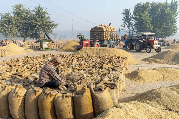 ¿Pueden las compras agrícolas enfermas de la India encontrar un nuevo modelo?  - Observador justo