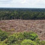 11 568 KM2 de Bosque Perdido en la Amazonía Brasileña en 12 Meses