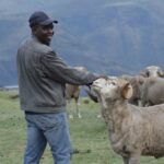 A project to preserve grazelands using climate-smart practices will help bolster the resilience of wool and mohair farmers.