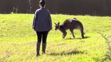 La turista Shakila fue perseguida por un canguro en Kangaroo Valley de Nueva Gales del Sur después de que ella intentara escabullirse detrás de él (en la foto, Shakila con el canguro)