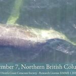 La ballena jorobada, apodada Moon, fue vista en la Columbia Británica en septiembre.  Drones capturaron imágenes de la ballena, mostrando que tenía la columna rota