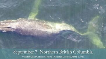 La ballena jorobada, apodada Moon, fue vista en la Columbia Británica en septiembre.  Drones capturaron imágenes de la ballena, mostrando que tenía la columna rota