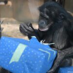 Bonobos colmados de regalos de Navidad en popular zoológico alemán