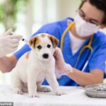 Brote de gripe canina en Estados Unidos
