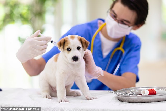 Brote de gripe canina en Estados Unidos
