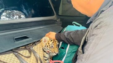 Un oficial de policía descubre un cachorro de tigre mientras registra el vehículo de una pareja que intentó huir de una parada de tráfico en Querétaro, México, esta semana.  Los policías también recuperaron cuatro armas de fuego y municiones.