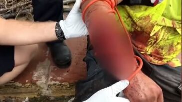 Caimán de Florida será asesinado después de mutilar a un hombre que se lavó las manos en un estanque turbio
