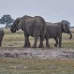 Comunidades de Botswana ganan $5 millones a través de la caza de elefantes