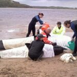 Las ballenas, los delfines y las marsopas se encuentran regularmente varados en aguas poco profundas o en playas alrededor de la costa del Reino Unido y, a menudo, en manadas.  En la imagen: rescatistas atendiendo ballenas piloto varadas en la orilla de un lago marino en Escocia