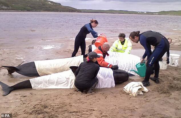 Las ballenas, los delfines y las marsopas se encuentran regularmente varados en aguas poco profundas o en playas alrededor de la costa del Reino Unido y, a menudo, en manadas.  En la imagen: rescatistas atendiendo ballenas piloto varadas en la orilla de un lago marino en Escocia