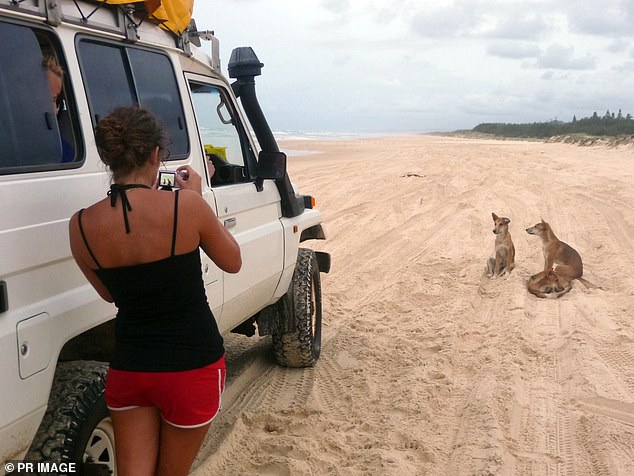 Un niño de cinco años fue trasladado en avión al hospital después de ser atacado por un dingo en K'gari, conocida formalmente como Fraser Island (imagen de archivo)