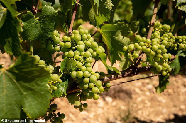 Brumdeaux podría convertirse en realidad para 2050 debido al cambio climático, según investigadores de la Universidad de Reading (imagen de archivo)