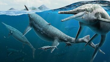 El ictiosaurio, o Shonisaurus popularis, fue una especie de reptil que prosperó en los períodos Triásico, Jurásico y Cretácico.  En la imagen: reconstrucción de la vida del artista de ictiosaurios triásicos adultos y recién nacidos