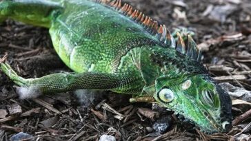 Animales de sangre fría como las iguanas podrían quedar inmovilizados mientras duermen en los árboles y caer al suelo en el sur de Florida