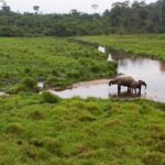 El hotspot de biodiversidad de Gabón ofrece un refugio seguro para las especies en peligro de extinción