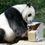 Un adolescente tuvo que ser rescatado después de saltar una valla en el recinto de un zoológico que contenía un par de los últimos pandas gigantes que quedaban en el mundo (en la foto: Wang Wang en el zoológico de Adelaide)
