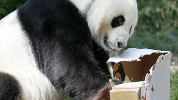 Un adolescente tuvo que ser rescatado después de saltar una valla en el recinto de un zoológico que contenía un par de los últimos pandas gigantes que quedaban en el mundo (en la foto: Wang Wang en el zoológico de Adelaide)